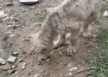 M2210020 Before & After Transformation 💔➡️💖 This blind Husky puppy was abandoned by her owner — starving, weak, and covered part2
