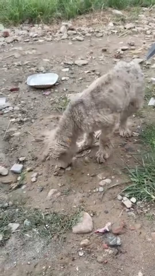 M2210020 Before & After Transformation 💔➡️💖 This blind Husky puppy was abandoned by her owner — starving, weak, and covered part2