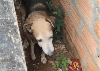 M2210021 Ele gritou por ajuda… e ninguém veio