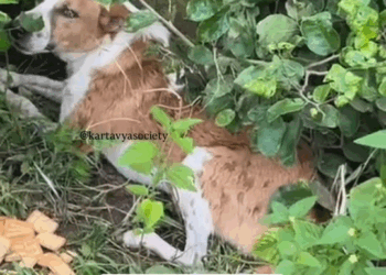 M2210022 Azaad won 🙏🧿 🌸Azaad is up for virtual adoption — DM to adopt