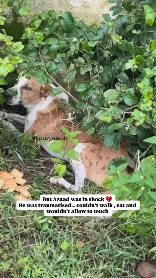 M2210022 Azaad won 🙏🧿 🌸Azaad is up for virtual adoption — DM to adopt