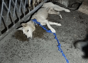 M2010009 Dreyfus’ rescue #animalshelter #rescuedog #fyp part2