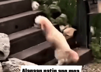 M2410002_#alagaan #ganitong #ASO #fbreelsviral #viewers alagaan natin ang mga ganitong mga aso sila dapat yungbkinakalinga natin_part2