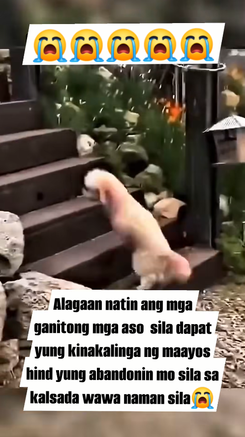 M2410002_#alagaan #ganitong #ASO #fbreelsviral #viewers alagaan natin ang mga ganitong mga aso sila dapat yungbkinakalinga natin_part2