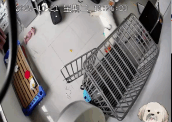 M2410004_#seguridadcanina #accidentesdemascotas #mascotas #Rescate #amoamimascota TESTIMONIO ¡Estaba aterrorizada! Casi pierdo a mi cachorro para siem_part2