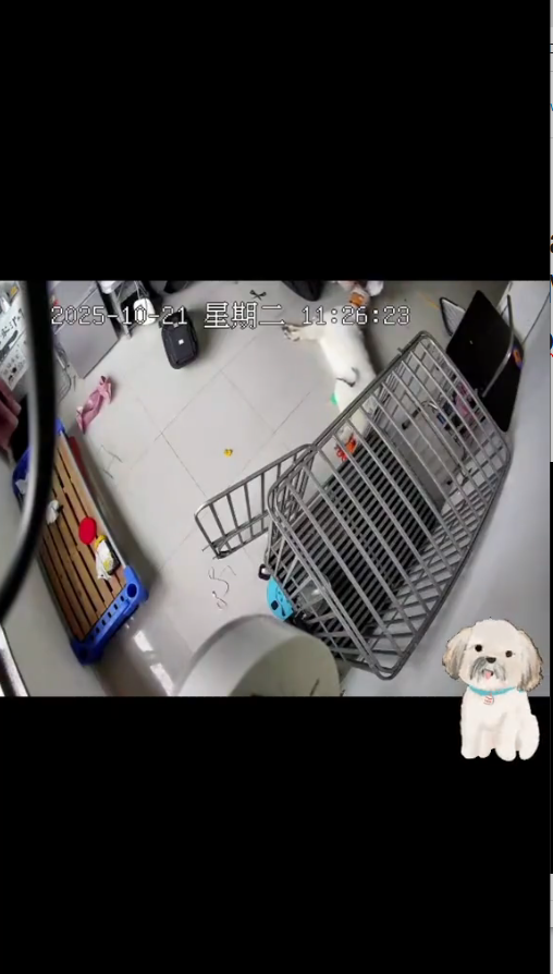 M2410004_#seguridadcanina #accidentesdemascotas #mascotas #Rescate #amoamimascota TESTIMONIO ¡Estaba aterrorizada! Casi pierdo a mi cachorro para siem_part2