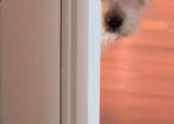 M2410005_She lost her friend by the roadside,but found a new beginning.#rescue #puppy #animals #dog #fyp _part2