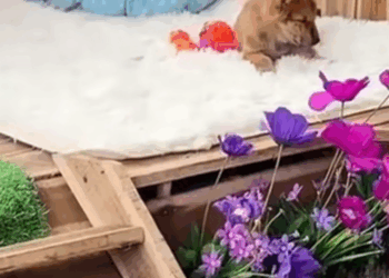 M2410006_💔Solo por romper un vaso de cristal..Me dejaron inconsciente frente a un basurero. El angel de la montaña_part2