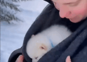 M2410009_The Winter Day He Was Saved ❤️🐶💔 . . #CatRescue #WinterStory #RescueCat #AdoptDontShop #HeartTouching _part2