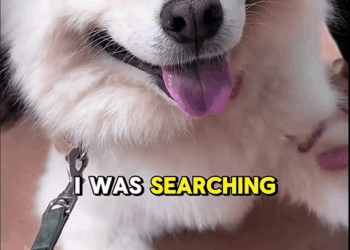 M2010010 When God Give you Dog’s Love ❤️ #dogrescue #rescuedog #dogadoption #dogreaction part2