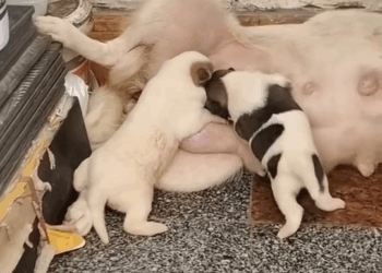 M2510002 #dog #dogsoftiktok #poordog #rescuedog part2