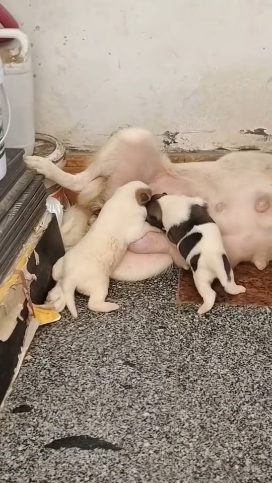M2510002 #dog #dogsoftiktok #poordog #rescuedog part2