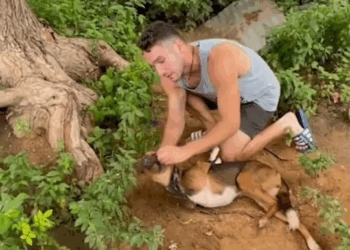 M2510003 Dog Savior rescuing featured by @News