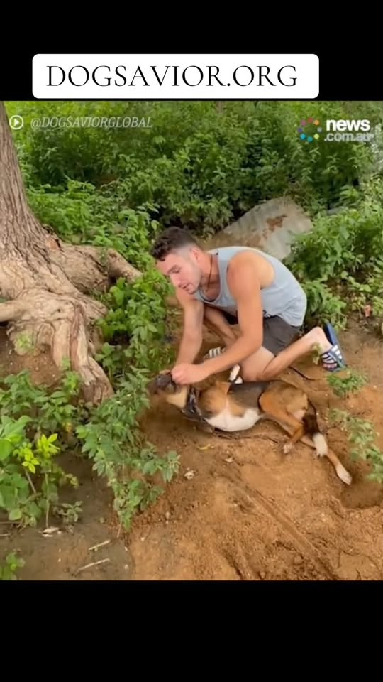 M2510003 Dog Savior rescuing featured by @News