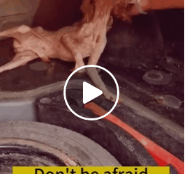 M2510004 I hope that all dogs are treated with tenderness, and no one wants to stray if they have a family#straydogsaving #straydogs #puppy part2