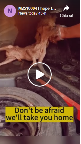 M2510004 I hope that all dogs are treated with tenderness, and no one wants to stray if they have a family#straydogsaving #straydogs #puppy part2
