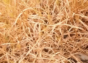 M2510007 Help the Dog stuck in a coconut in time and narrowly escape part2′