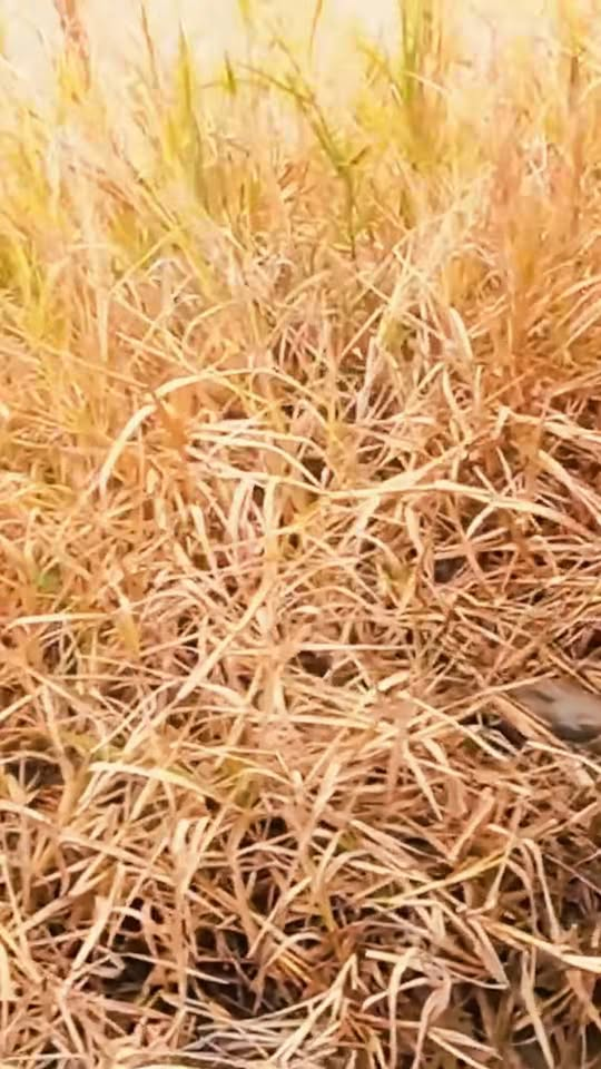 M2510007 Help the Dog stuck in a coconut in time and narrowly escape part2′
