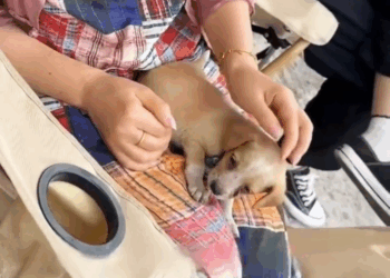 M2510008 The stray puppy’s face was swollen like a ball,it seemed like a tumor, but it was a snake bite