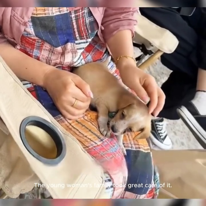 M2510008 The stray puppy’s face was swollen like a ball,it seemed like a tumor, but it was a snake bite