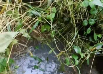 M2510009 The fun part of patrol work is that we never know what we’ll encounter today! Thank you, Grandma, for thinking of the police even when the dog fell into the water.