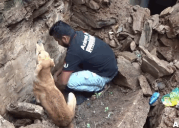 M2010011 Mother dog helps rescuers dig for her her buried puppies #rescue #rescuedog #rescueanimals #animals #viral part2