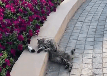 M2610001_Rescue a family of cats #animal #animalsoftiktok #rescueanimals #rescue #rescuecat #cat #kitten _part2