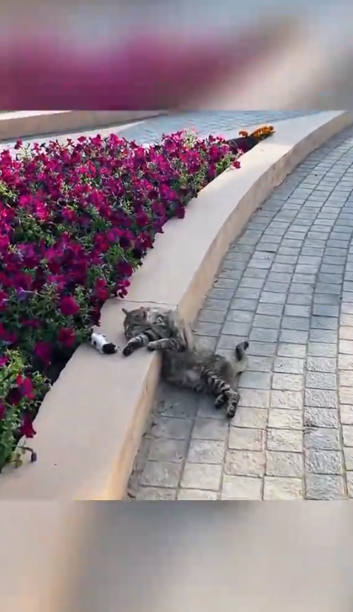 M2610001_Rescue a family of cats #animal #animalsoftiktok #rescueanimals #rescue #rescuecat #cat #kitten _part2