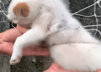 M2610002_Rescue a puppy #animal #animalsoftiktok #rescueanimals #rescue #rescuedog #puppy _part2