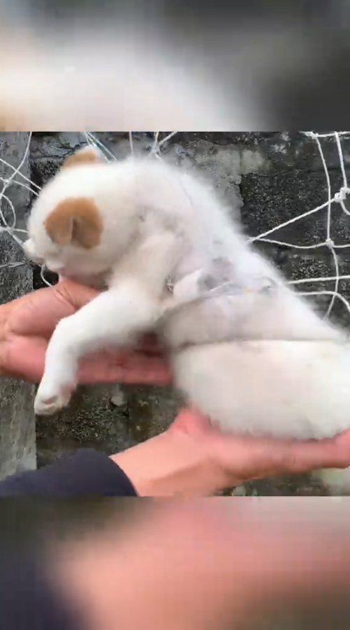 M2610002_Rescue a puppy #animal #animalsoftiktok #rescueanimals #rescue #rescuedog #puppy _part2