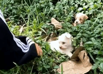 M2610004_Rescue 2 lost dogs #animal #animalsoftiktok #rescueanimals #rescue #dog #dogsoftiktok #puppy _part2