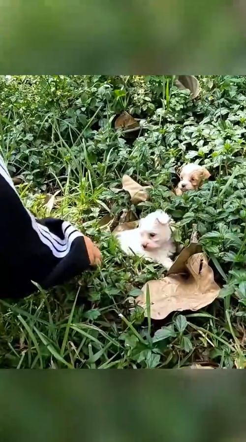 M2610004_Rescue 2 lost dogs #animal #animalsoftiktok #rescueanimals #rescue #dog #dogsoftiktok #puppy _part2