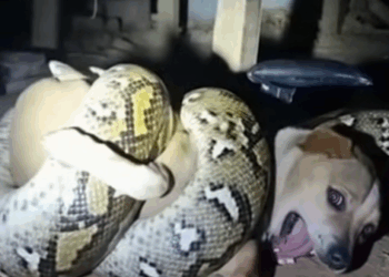 M2610005_Help the snake strangle the dog #short #reelsviralシfb White Elephant Blue Dragon_part1