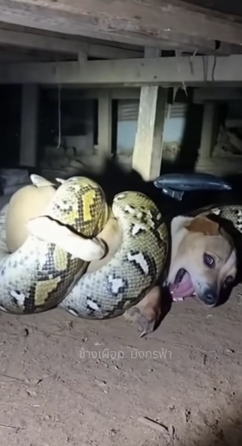 M2610005_Help the snake strangle the dog #short #reelsviralシfb White Elephant Blue Dragon_part1