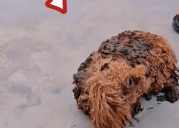 M2610007_This poor little dog fell into a ditch and got stuck and couldn’t get out in the winter weather of about 3 degrees c_part2