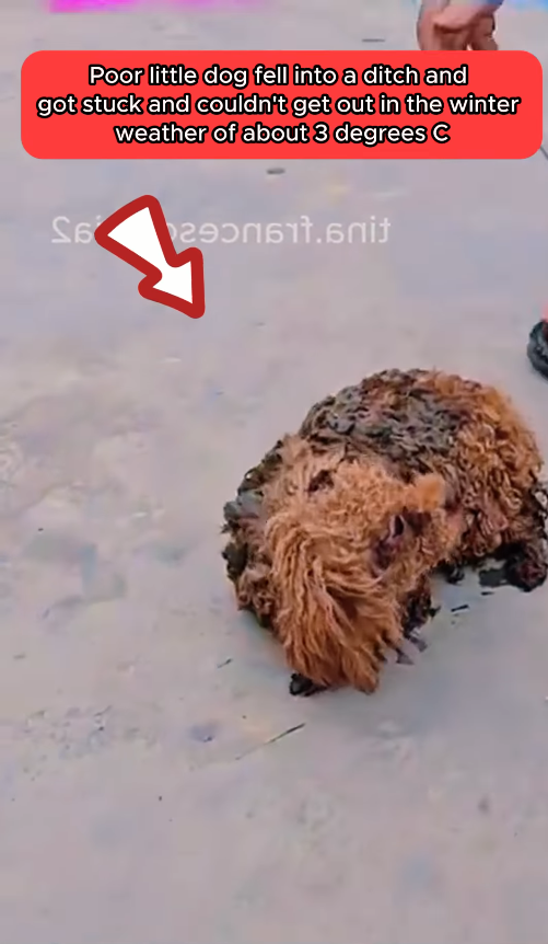 M2610007_This poor little dog fell into a ditch and got stuck and couldn’t get out in the winter weather of about 3 degrees c_part2