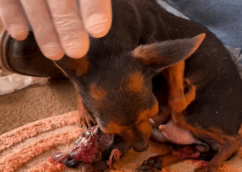 M2610009_Parto da nossa cachorrinha Pinscher!! fazendaaboavista_part2