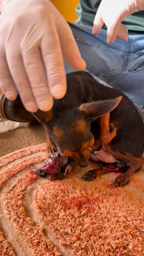 M2610009_Parto da nossa cachorrinha Pinscher!! fazendaaboavista_part2
