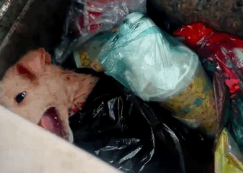 M2610010_Kind man saves puppy with skin disease from trash can #rescue #puppy #love #pet #animals #fyp _part2