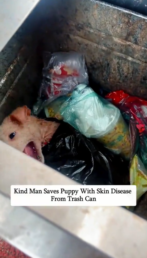 M2610010_Kind man saves puppy with skin disease from trash can #rescue #puppy #love #pet #animals #fyp _part2