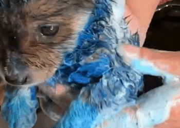 M2010012 The poor dog was wandering the streets looking for food