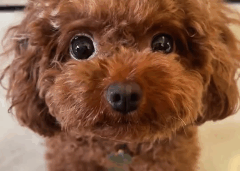 M2710003 I found an abandoned stray dog on the side of the road