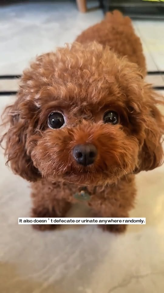 M2710003 I found an abandoned stray dog on the side of the road