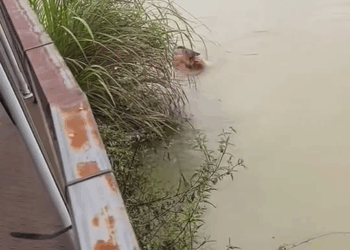 M2710005 puppy can’t swim#dogvideo #poordogvideo #dogsoftiktok part2