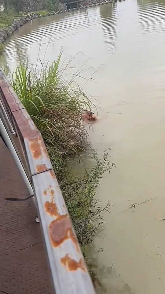 M2710005 puppy can’t swim#dogvideo #poordogvideo #dogsoftiktok part2