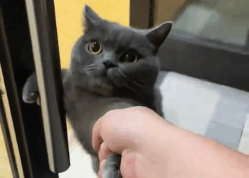 M2710006 I saved an injured stray cat, and a beautiful thing happened…#rescue #animals #cat part2