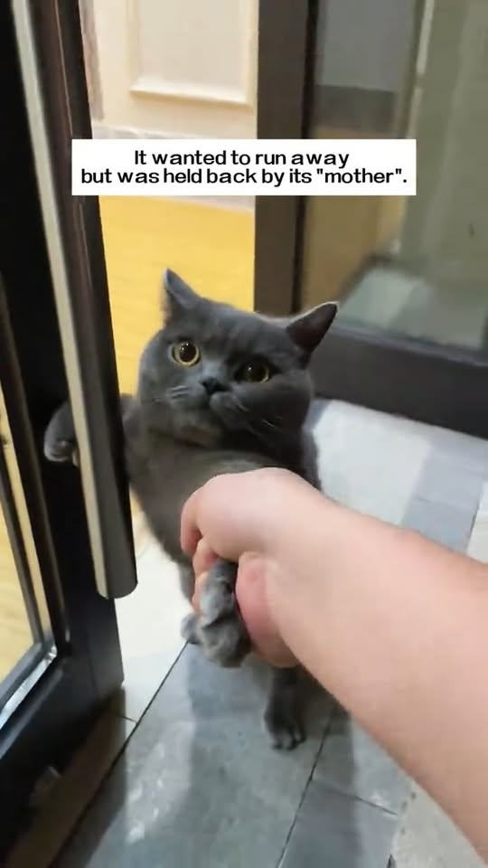 M2710006 I saved an injured stray cat, and a beautiful thing happened…#rescue #animals #cat part2