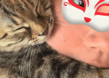 M2710007 I saw a stray cat being bullied by a pack of stray dogs and immediately stopped them