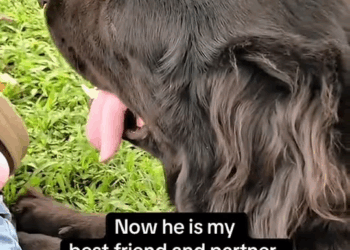 M2710008 The story of I recuse my dog and become best friend #animal #help #save #love #animallove #dog #pet #foryou #puppy part2