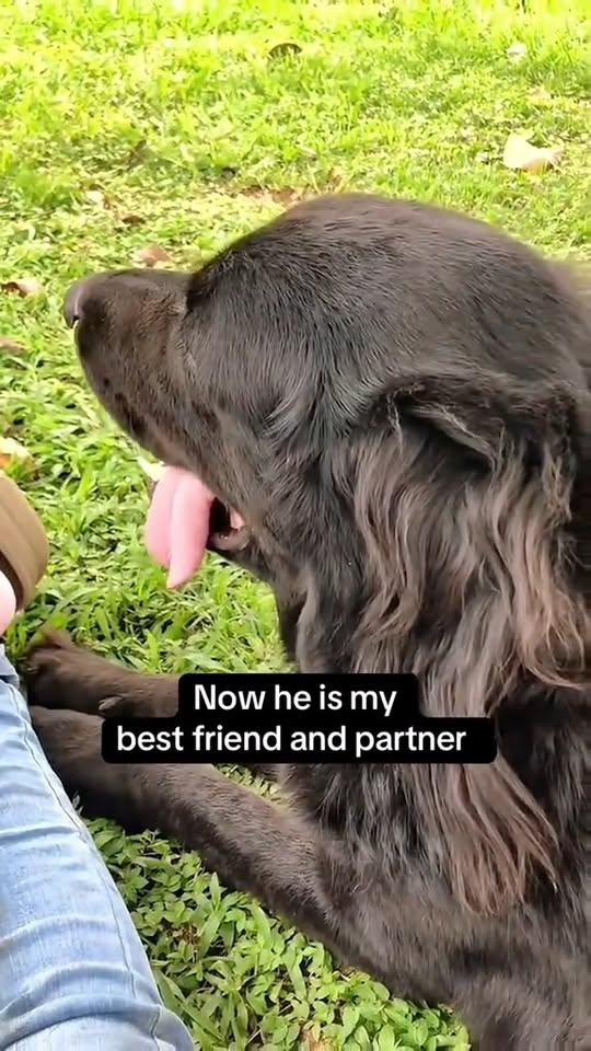 M2710008 The story of I recuse my dog and become best friend #animal #help #save #love #animallove #dog #pet #foryou #puppy part2